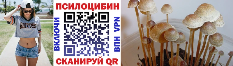 Псилоцибиновые грибы Psilocybine cubensis  Купить  Саранск 